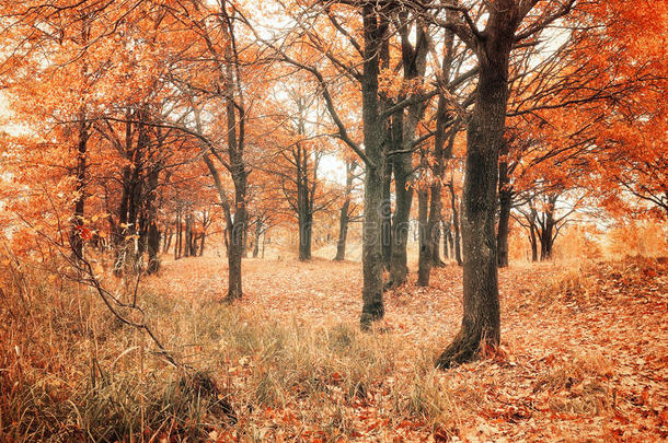 秋天的森林，秋天的橡树叶。 秋季彩色景观-橡树林在秋季阴天。