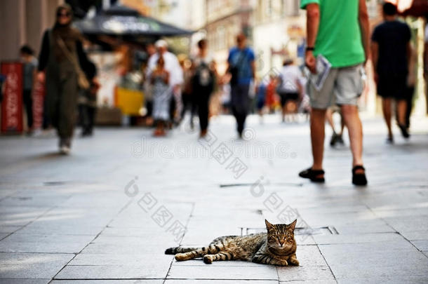 猫躺在<strong>步行街</strong>上
