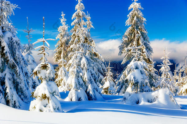 美丽的山地雪景和白雪覆盖的树木。 山中美丽的晴天。