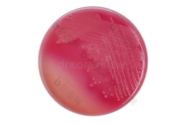 e.大肠杆菌（大肠杆菌）细菌菌落在Macconkey琼脂p上