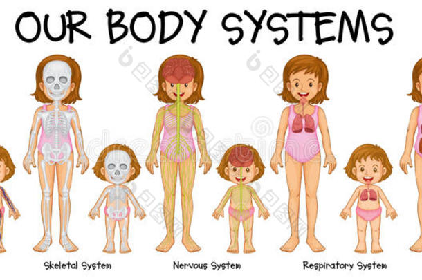 显示不同身体系统的图表