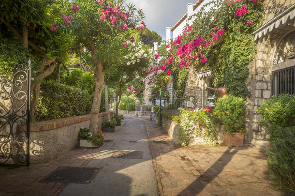 意大利卡普里岛上充满树木和鲜花的美丽小巷