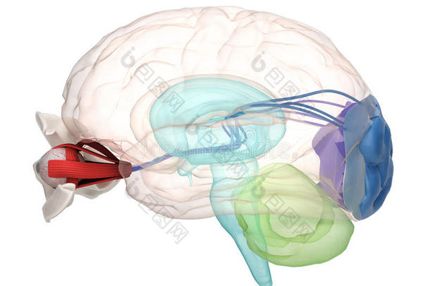 眼睛解剖和结构，肌肉，神经和血管