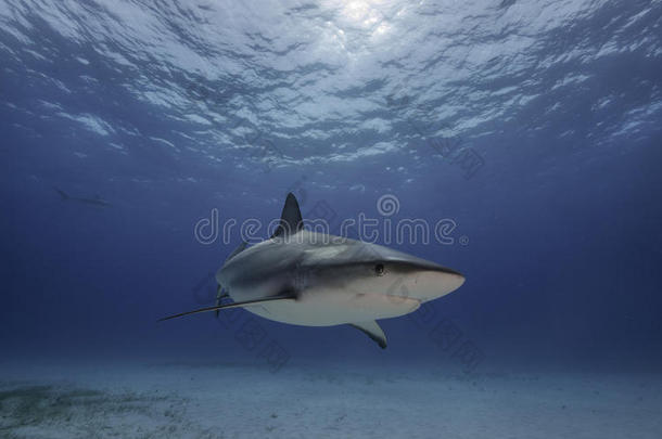 加勒比礁鲨鱼大巴哈马，巴哈马