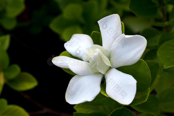 大栀子花开了