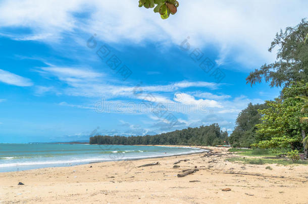 机场沿着海滩美丽的鸟