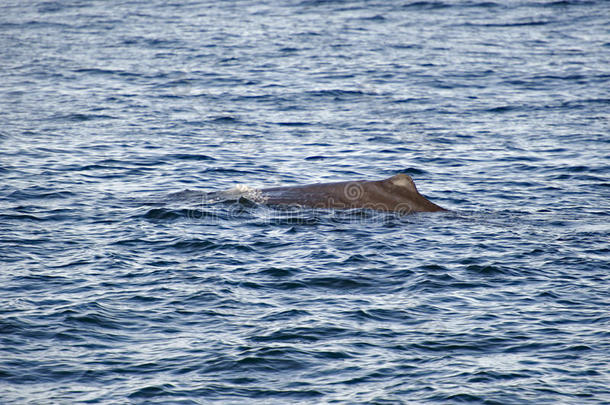 动物鲸脂鲸目动物海岸潜水