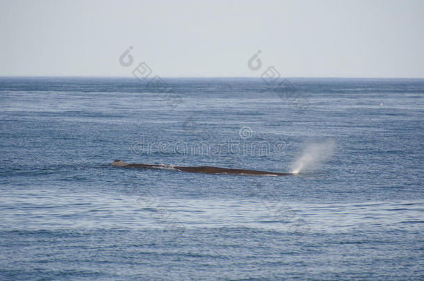 动物鲸脂呼吸鲸目动物海岸