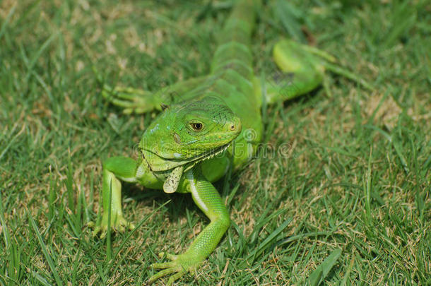 绿色的鬣蜥在草地上伸展开来