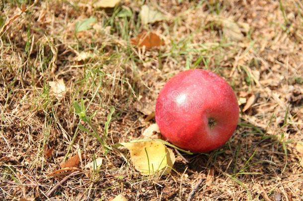 <strong>大红</strong>苹果和秋天的叶子在草地上