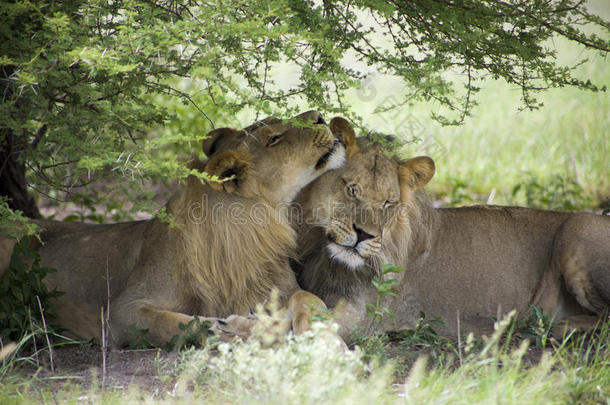惊人的狮子<strong>坐</strong>在莫米保护区的灌木丛中<strong>拥</strong>抱