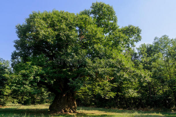 有400年历史的栗树