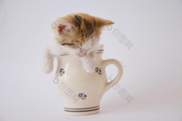 食肉动物猫杯子饮品小猫