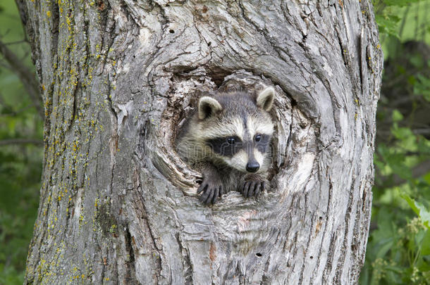 小浣熊从树上的洞里偷看