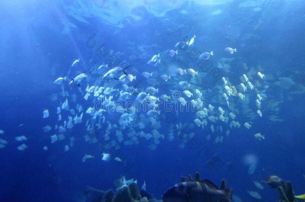 大型室内水族馆，选择不同的海洋动物