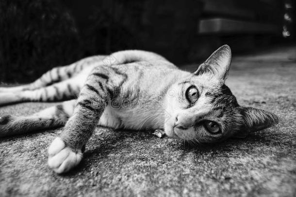 可爱的<strong>时刻</strong>，一只泰国猫躺在地上的可爱<strong>时刻</strong>。
