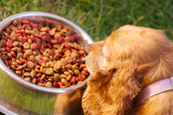 特写非常可爱的公鸡猎犬狗摆在金属碗前，新鲜的脆食物坐在绿色的草地上