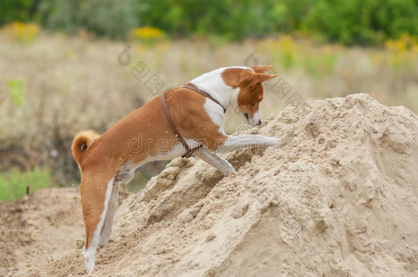 狗在狩猎阶段-在一<strong>堆沙子</strong>上挖洞寻找小啮齿动物