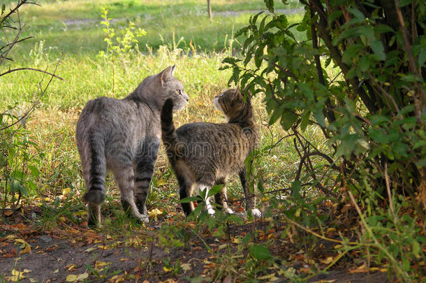 成人秋天猫草绿色