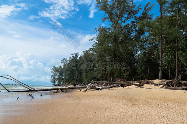 机场沿着海滩美丽的鸟