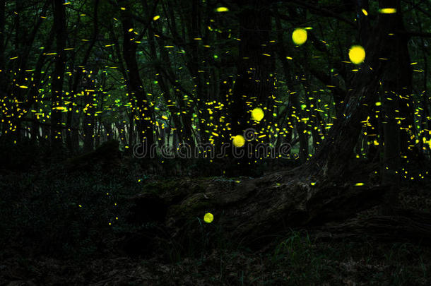 萤火虫/夜晚在森林里有萤火虫