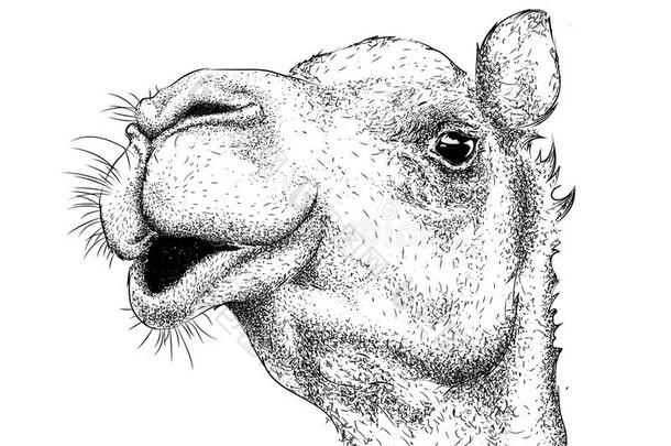 手绘骆驼肖像。 手绘矢量插图