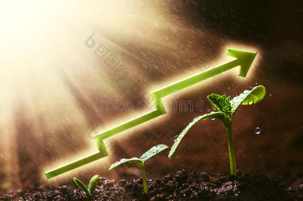 <strong>绿苗</strong>在雨中生长在地上。