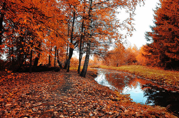 <strong>秋季</strong>明亮的森林景观，<strong>秋季</strong>树木和狭窄的森林河流在多云的天气。
