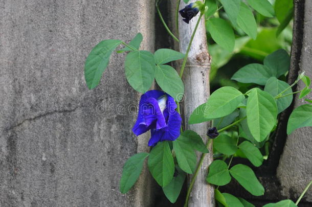 蓝蝴蝶豌豆花