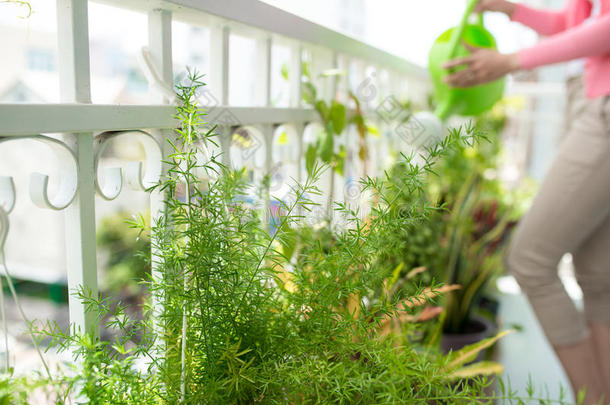 迷人的年轻亚洲妇女浇水植物在集装箱在阳台花园