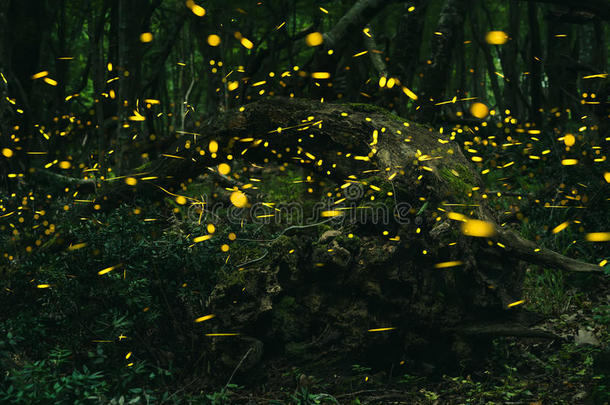 夏天在森林里的萤火虫