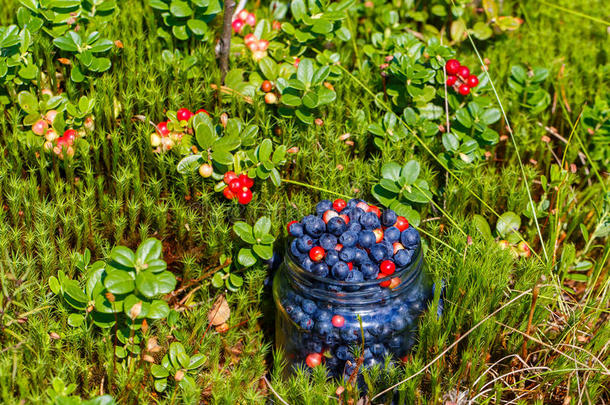 玻璃罐里有新鲜<strong>采摘</strong>的蓝莓和<strong>草莓</strong>