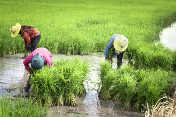 农民在雨季在田里移植<strong>水稻幼苗</strong>