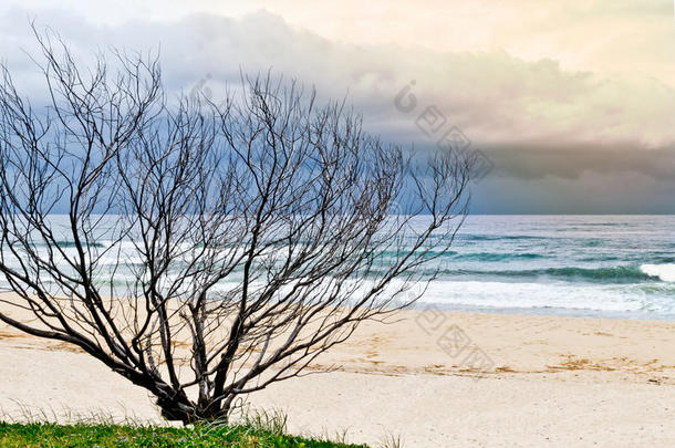 沙滩上的枯树