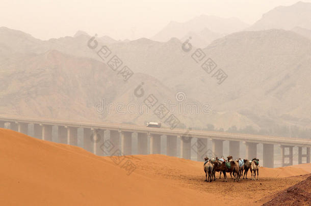 宁夏沙坡头风景区坦格尔沙漠骆驼