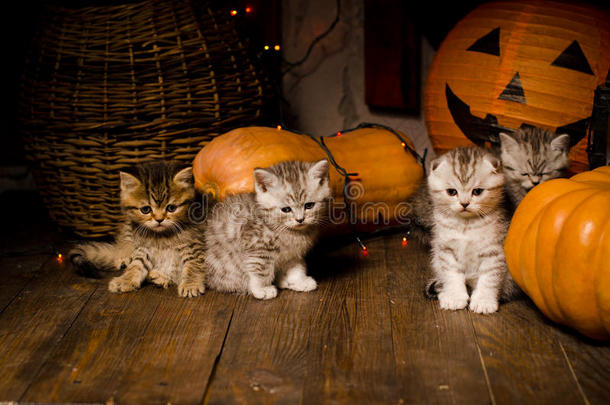 动物秋天猫庆祝可爱的