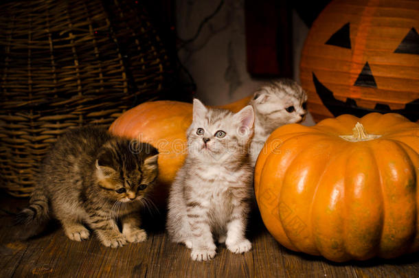 动物秋天猫庆祝可爱的
