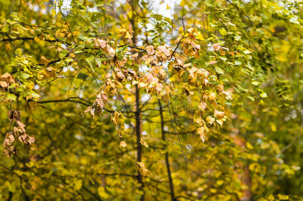 秋天。 秋天公园。 秋天的树木和树叶