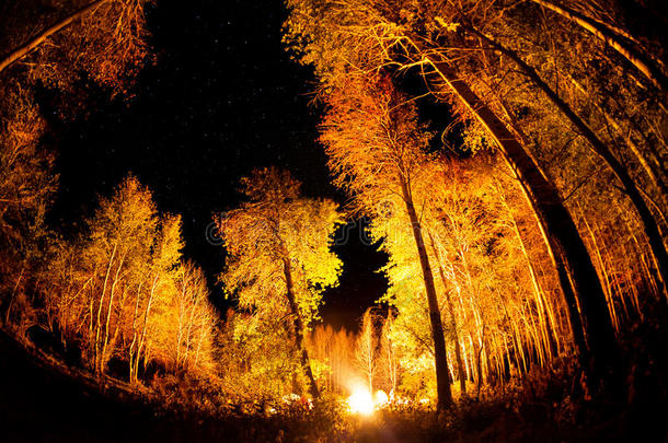 森林与篝火在夜晚星空