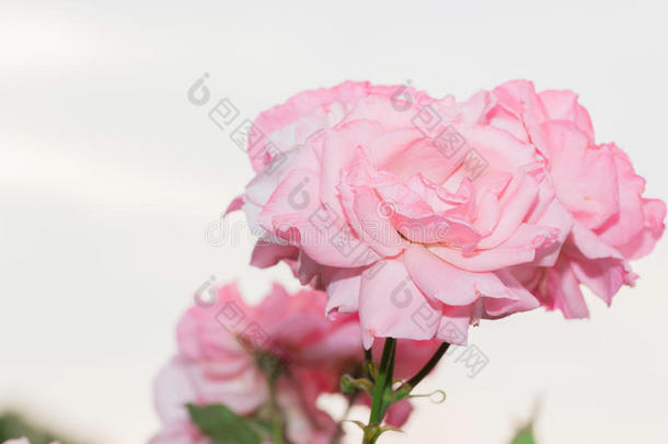美丽的粉红色玫瑰，<strong>花圃</strong>里有绿叶。