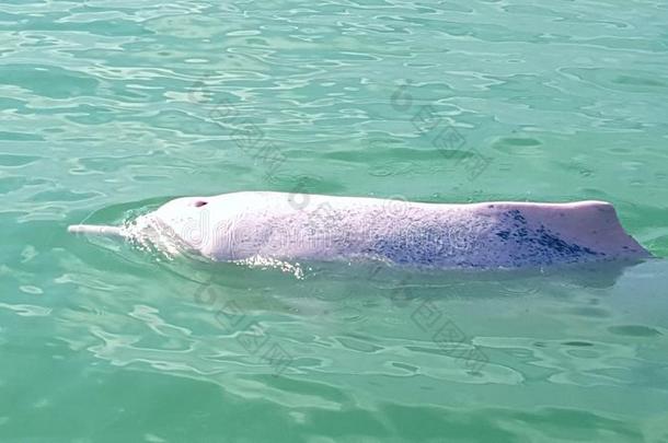 可爱的海豚卡农泰国旅行