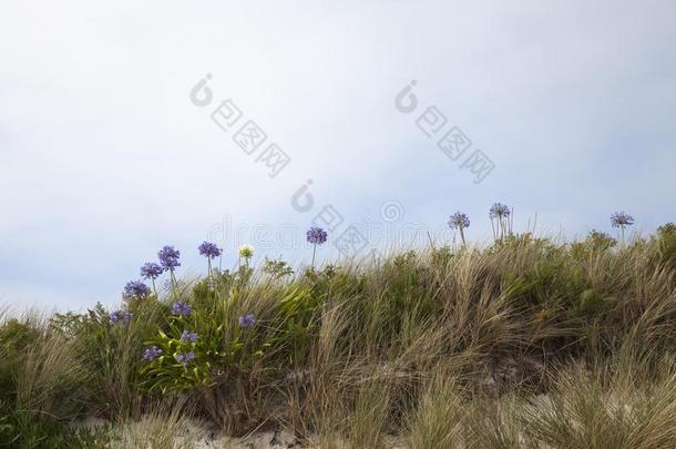 阿加潘托斯花，特雷斯科，锡利群岛，英格兰