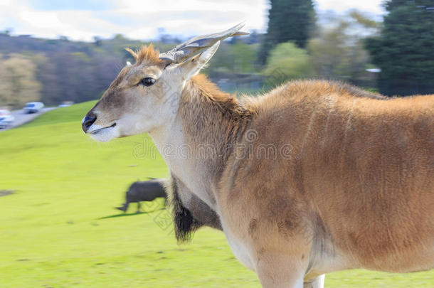 美丽的西米德兰野生动物园中的羚羊