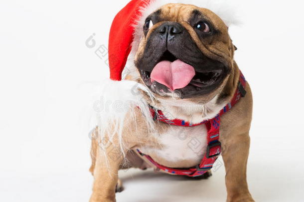 动物。 一只米色狗法国斗牛犬白色，圣诞节