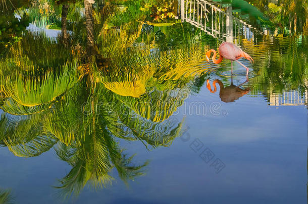 美丽的热带花园的景色倒映在<strong>水中</strong>，粉红色的火烈鸟在<strong>水中</strong>行走