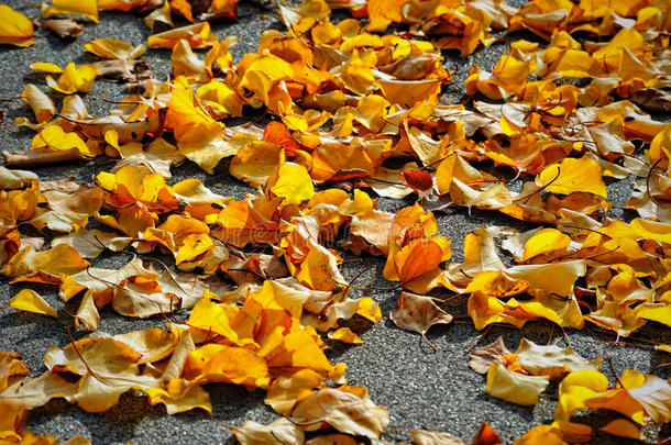 秋天的背景，秋天的颜色是橙色的叶子。