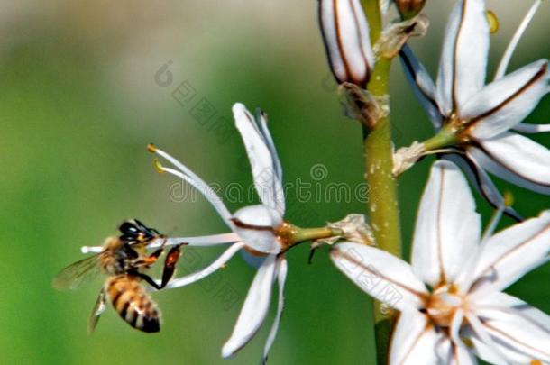 夏至非球面背景蜜蜂开花