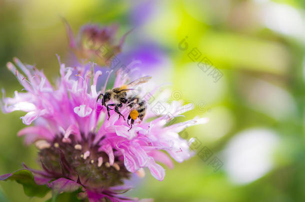 蜜蜂在一朵鲜红的蜜蜂花上