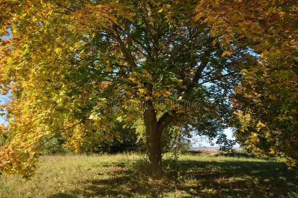 金秋季节-有五颜六色叶子的树