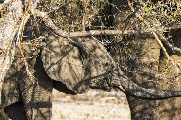 非洲小象在吃相思时站在妈妈下面